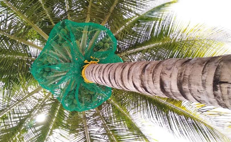 Coconut Tree Safety Nets In Pune