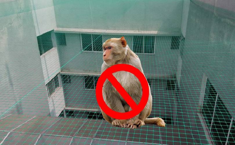 Monkey Safety Nets In Pune