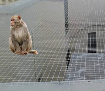 Monkey Safety Nets